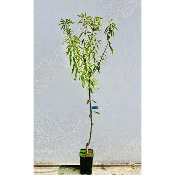 Mandorlo varietà Filippo Cea - Albero giovane